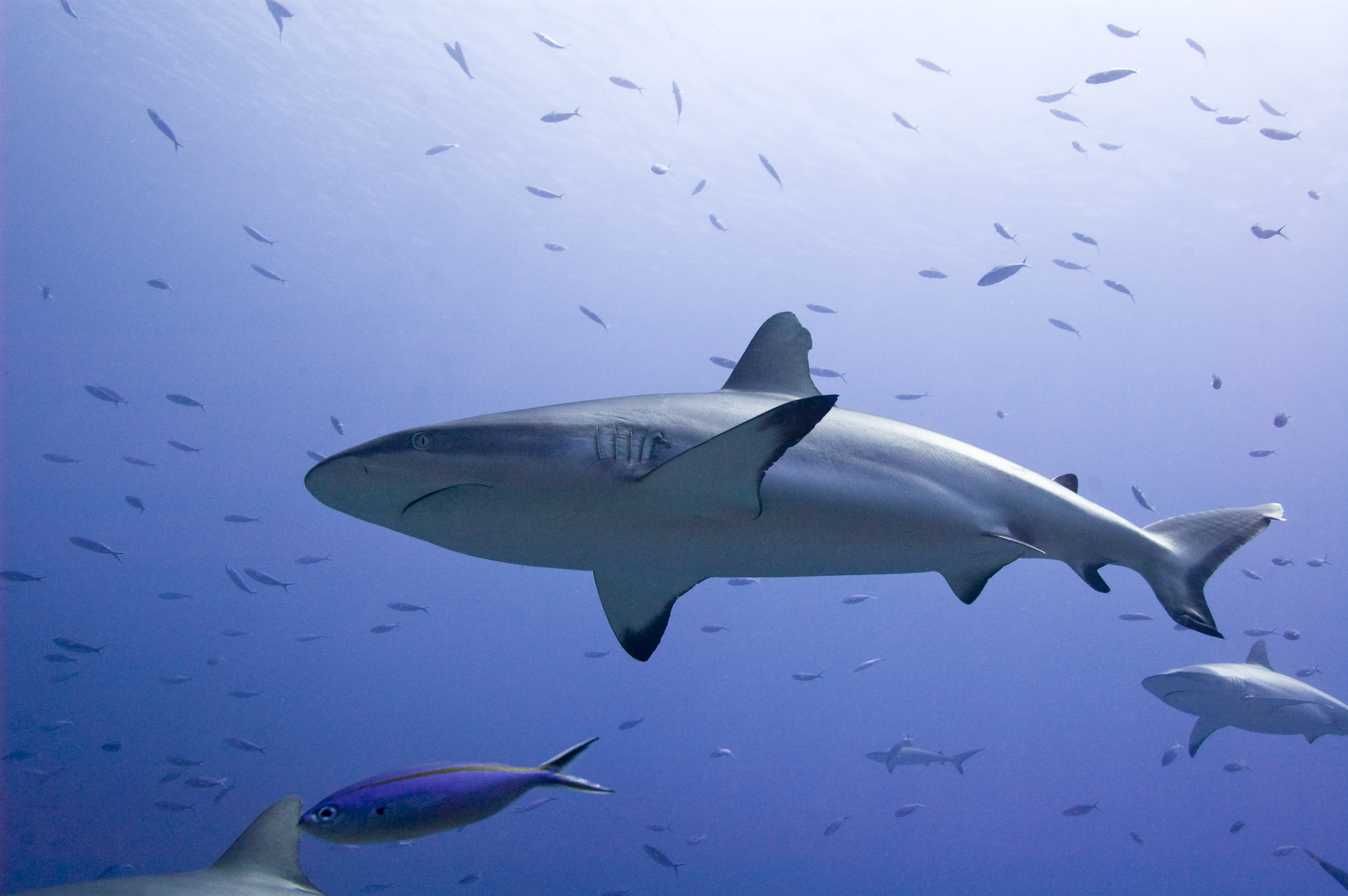 Requins Médiathèque de Montbéliard