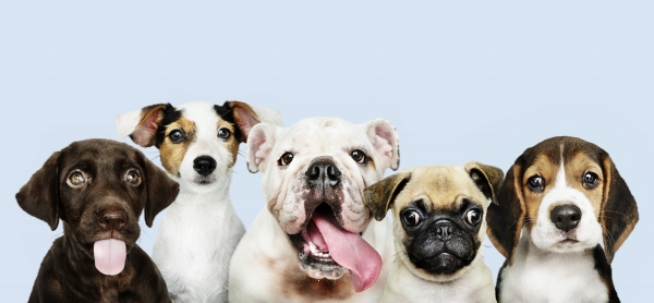 Animaux à adopter © rawpixel.com